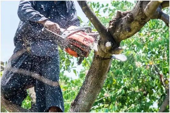 tree services Justin